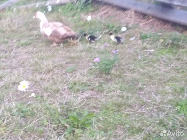 Утка-наседка с 3мя утятами (семьёй) цена за всех