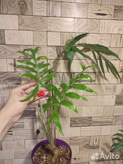 Алоказия брансифолия