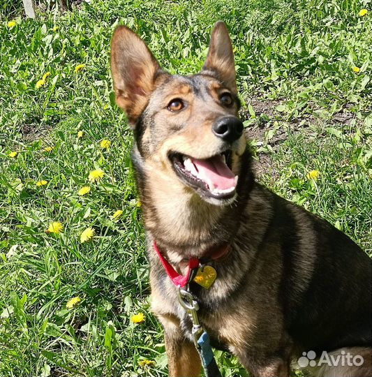 Щенок в добрые руки