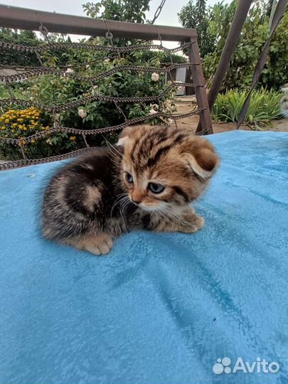 Шотландская