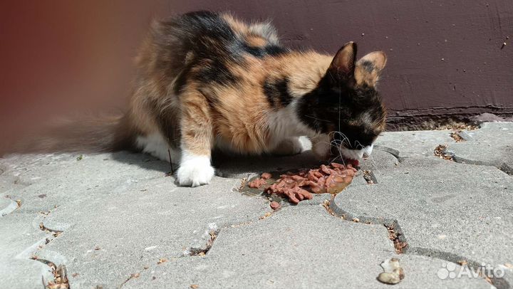 В добрые ручки