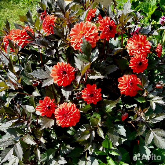 Клубни деленки георгины