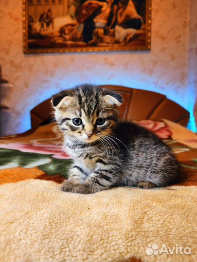 Шотландские вислоухие котята мраморные