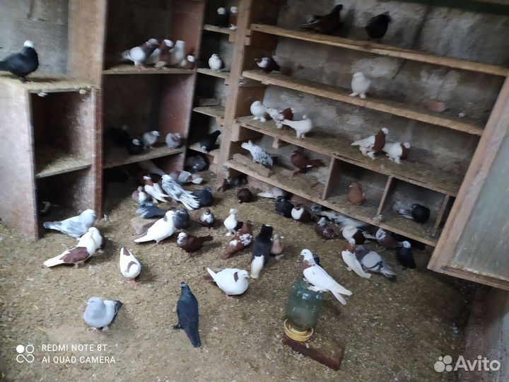 Продажа голубей