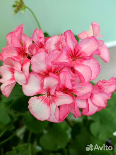 Пеларгония сортовая