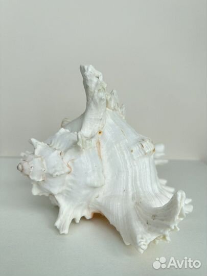 Ракушка морская большая (новый)