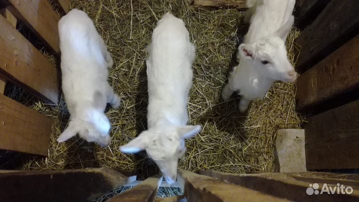 Козлята от молочных коз