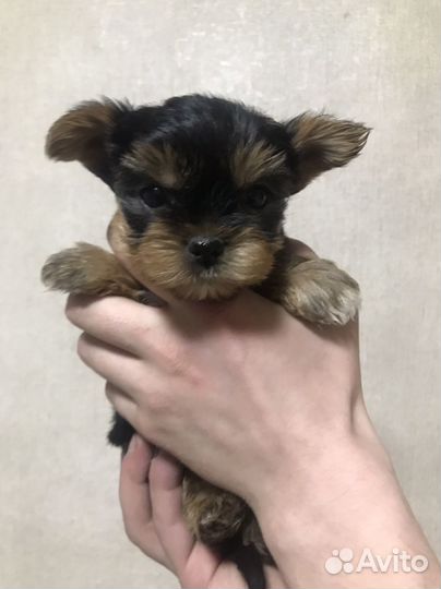 Йоркширский терьер мини