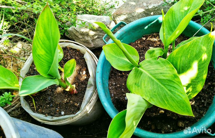 Канны пророщенные