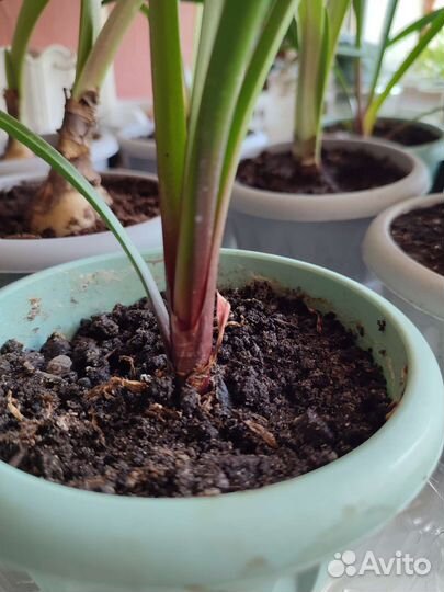 Гиппиаструм