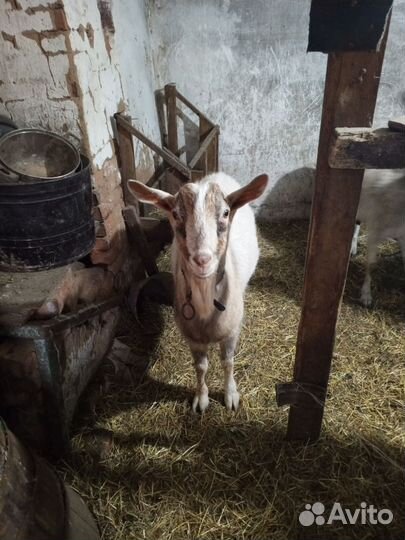 Козел и коза