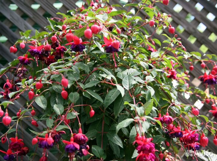 Фуксия укорененные черенки