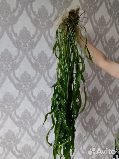 Валиснерия