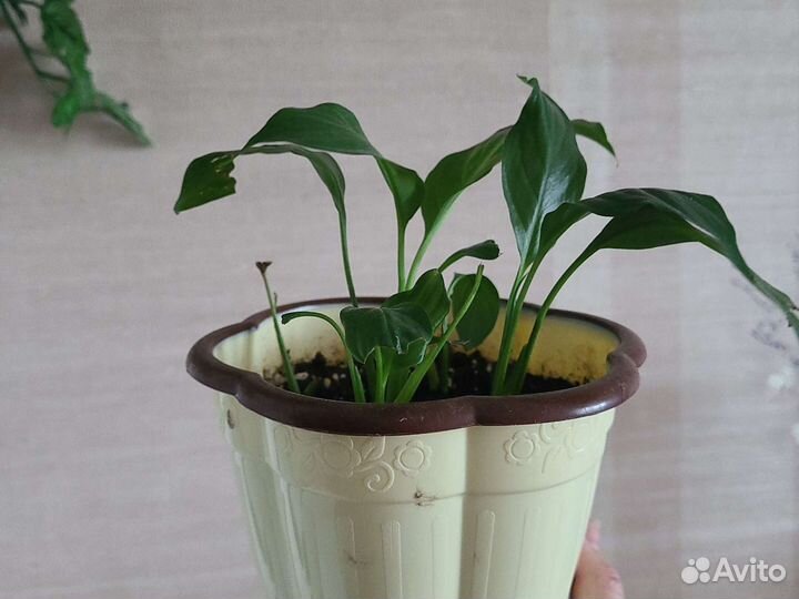 Спацифилум