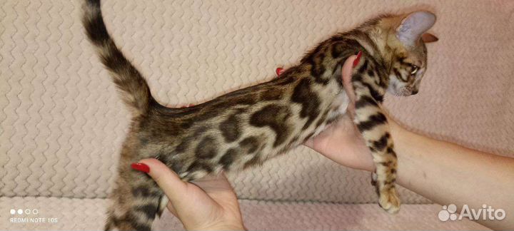 Бенгальские котята