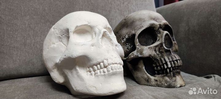 Череп анатомический