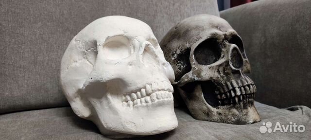 Череп анатомический