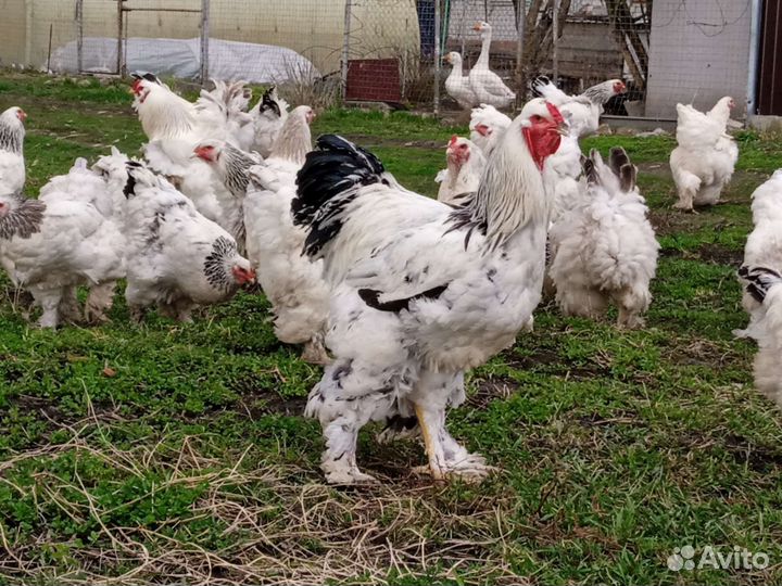 Инкубационное яйцо Брамы