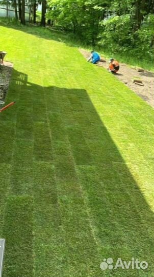 Рулонный газон 