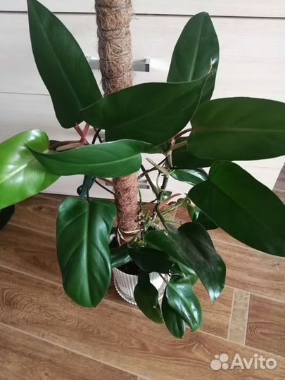 Филодендрон краснеющий