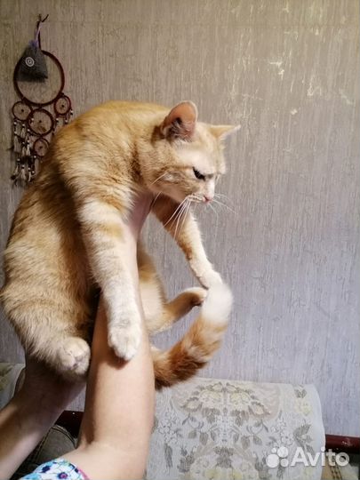 Стерилизованная кошка