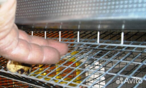 Клетка для кур