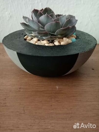 Суккуленты в авторском кашпо