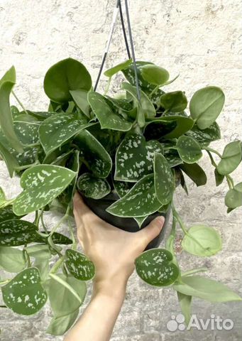 Сциндапсус пиктус