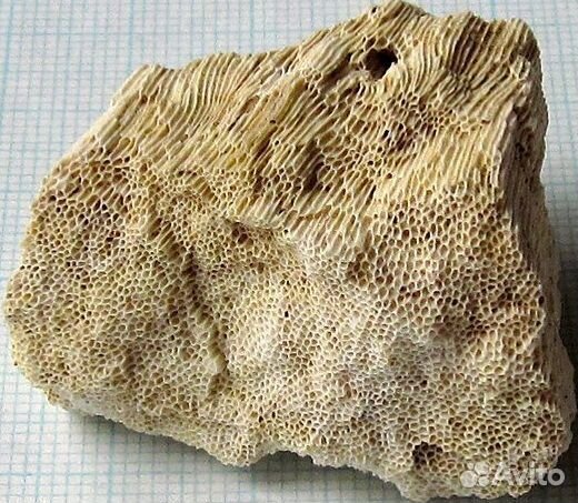 Окаменелые мшанки, губки и кораллы (разные виды)
