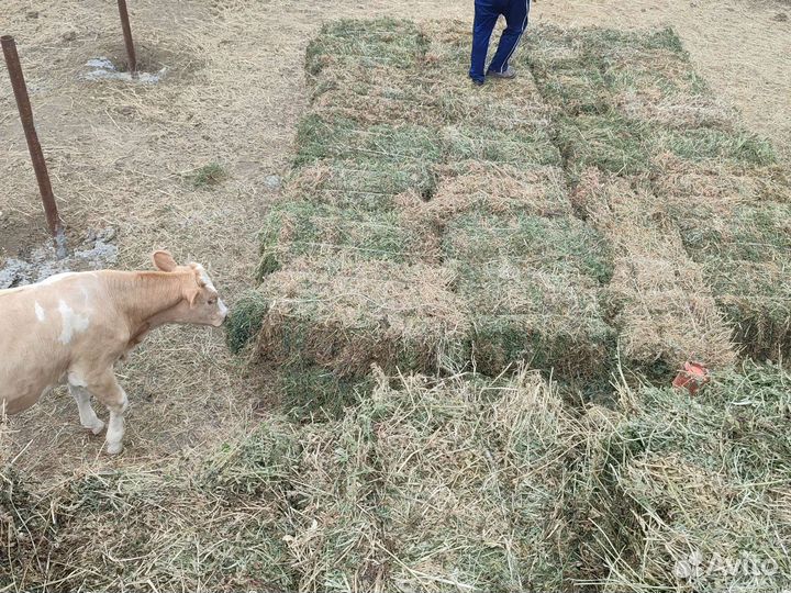 Сено.Комышь.Солома рисовая