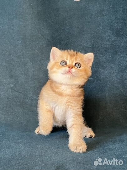 Котёнок девочка золотого окраса