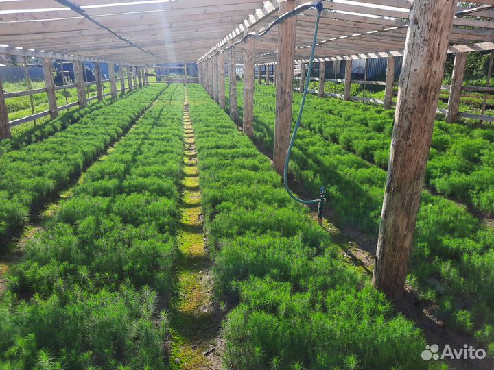 Сеянцы сосны, сосна обыкновенная