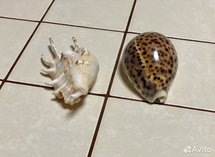 Морские ракушки