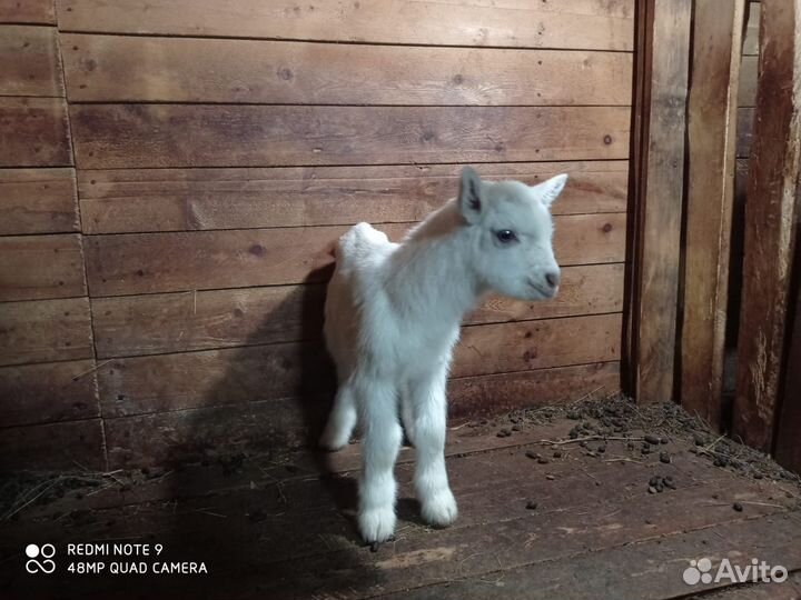 Чешская козочка