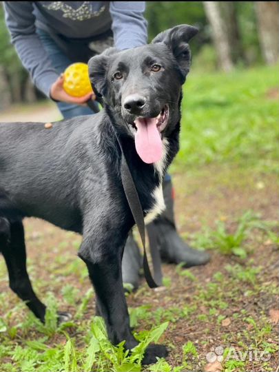 Щенок 6 месяцев