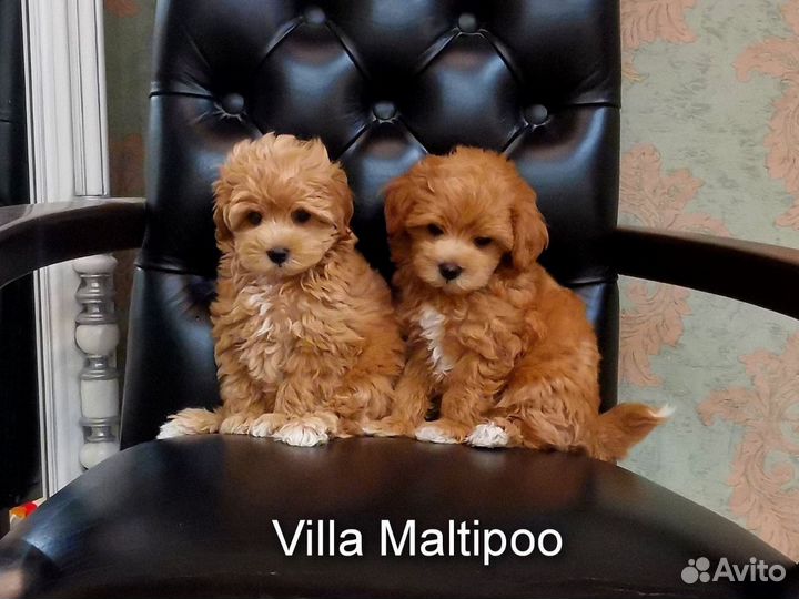 Мальтипу f1 micro