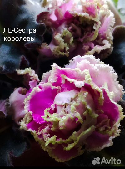 Сенполия сортовая. Фиалка. Взрослая