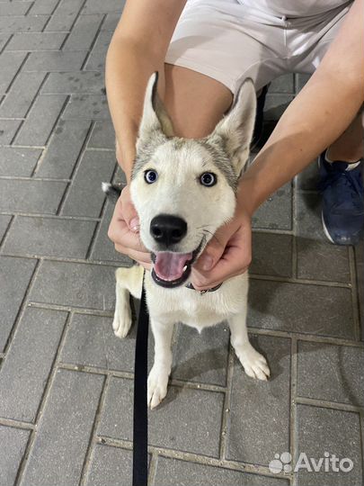 Собака в добрые руки