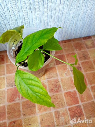 Квисквалис индийский