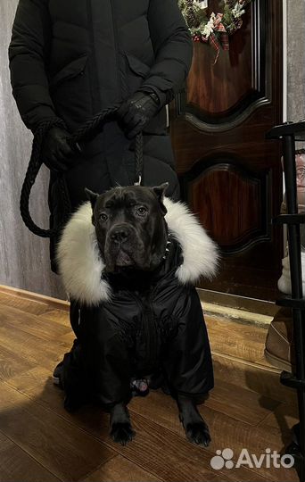 Продажа животных