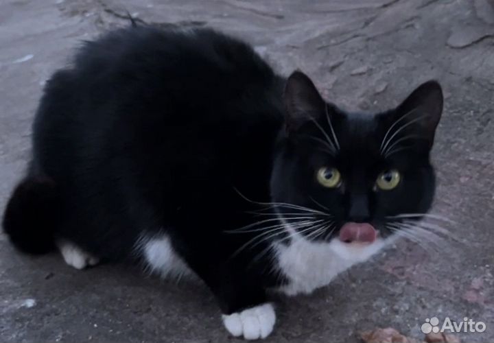 Кошка в добрые руки