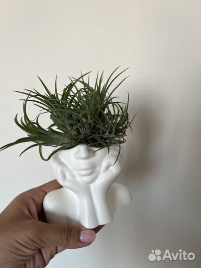 Тилландсия атмосферная