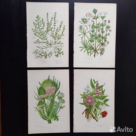 Ботанические иллюстрации XIX века