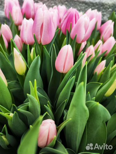 Тюльпаны оптом на 8 марта 2024г
