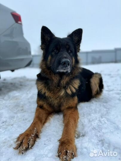 Щенки немецкой овчарки