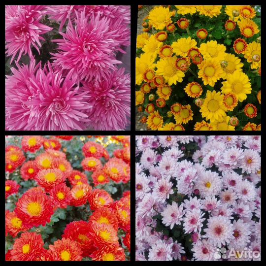 Рассада хризантемы шаровидной