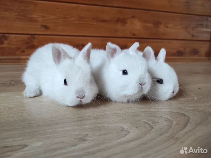Декоративные крольчата