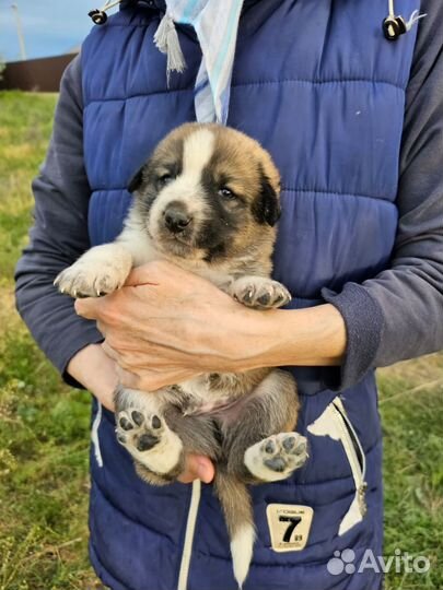 Собака щенок мальчик в добрые руки бесплатно