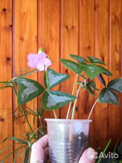 Кислица-оксалис- 