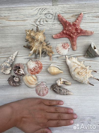 Морские ракушки набор, идеально на подарок